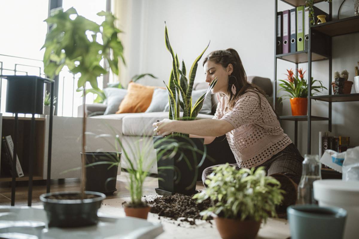 Seis plantas que atraem sorte para dar de presente