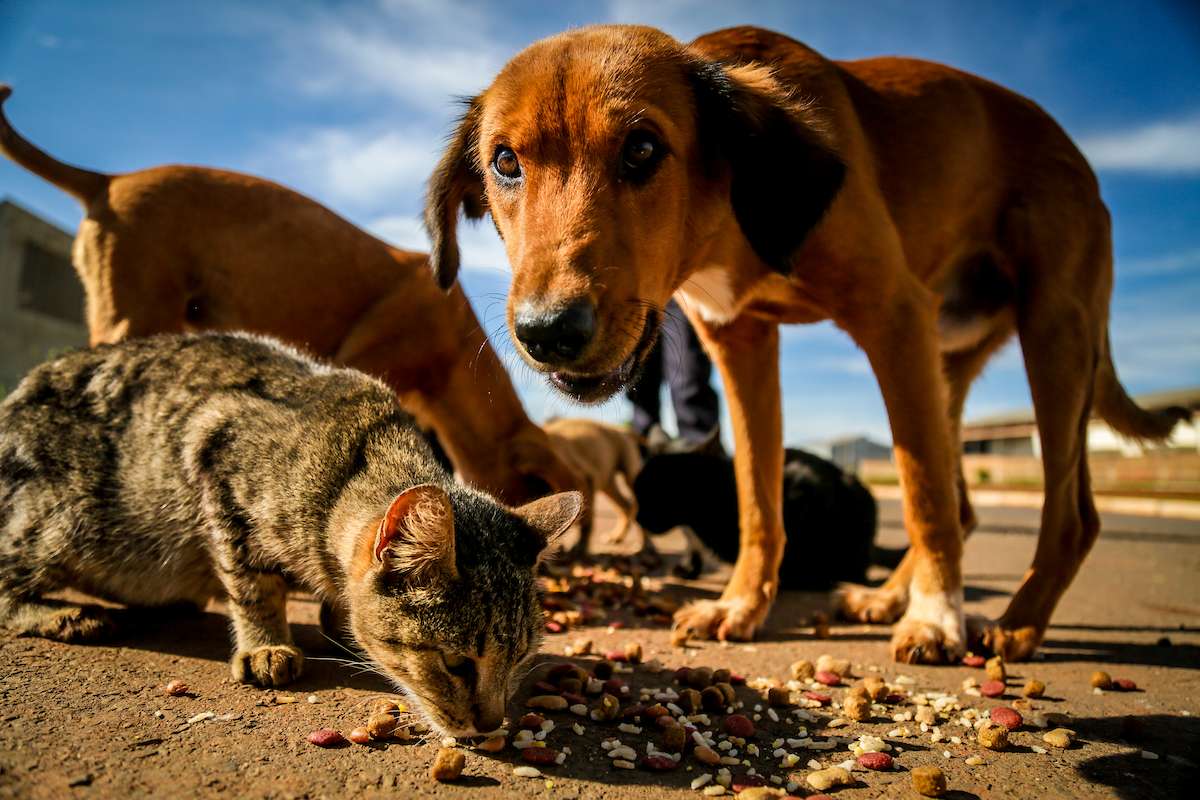 Sugestão feita a Lula prevê inclusão de animais como dependentes no IR