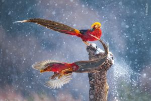 Dançando na Neve – por Qiang Guo, China