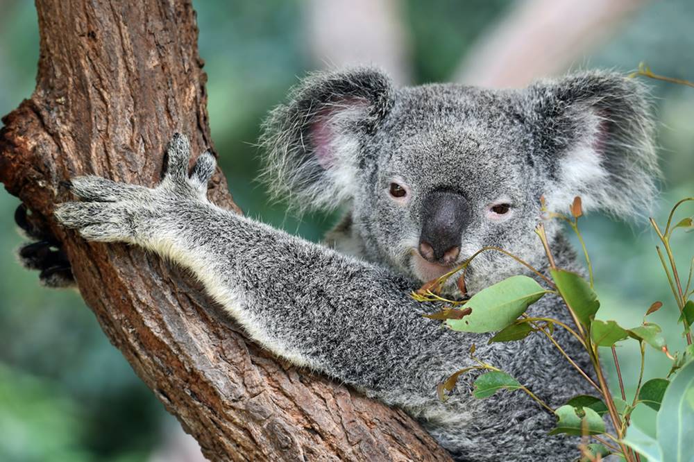 Coala Koala