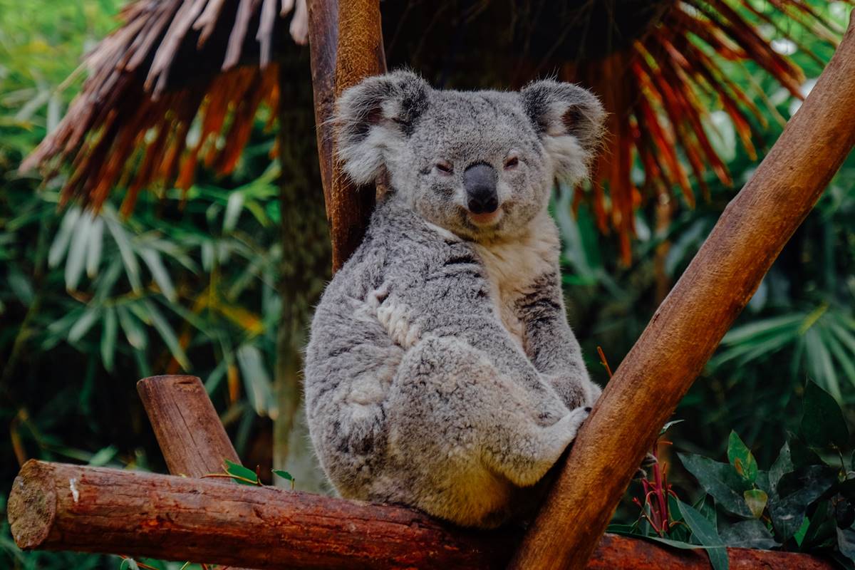 Coala Koala
