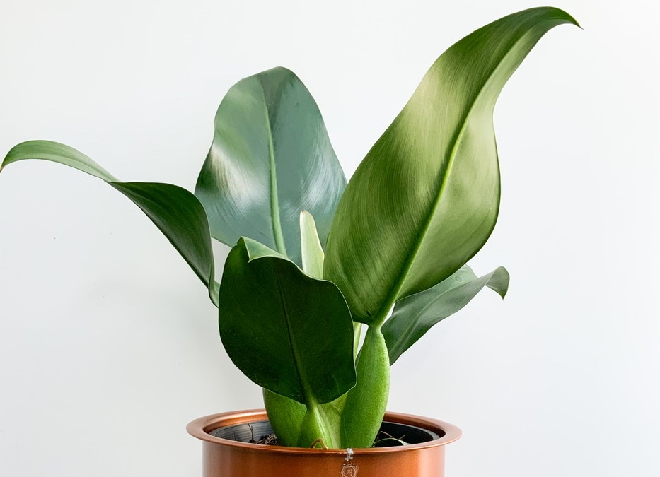 planta em vaso laranja