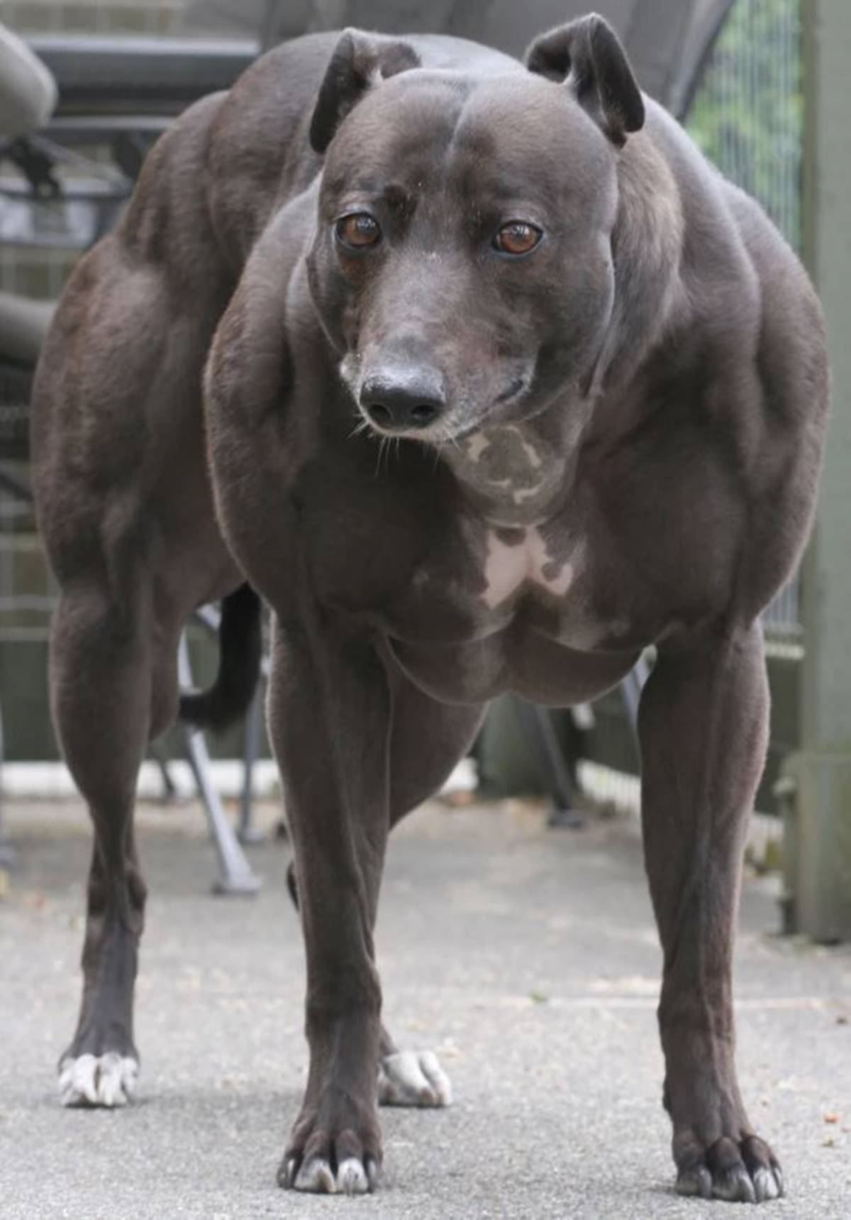 Na foto vemos uma cachorra com muitos músculos