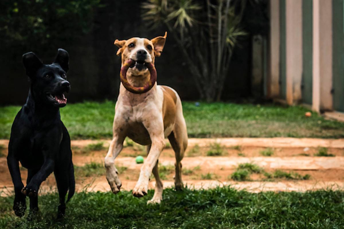 foto de dois cachorros correndo em um quintal