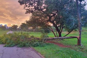 árvore partida no meio e metade caída no chão