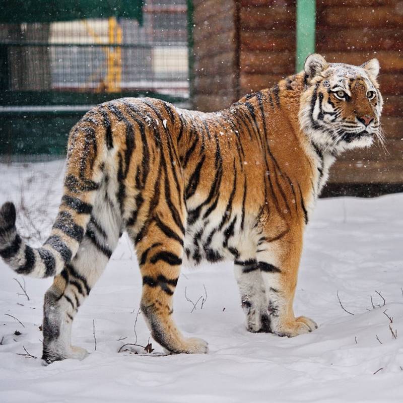 Tigre no Zoo Feldman Ecopark