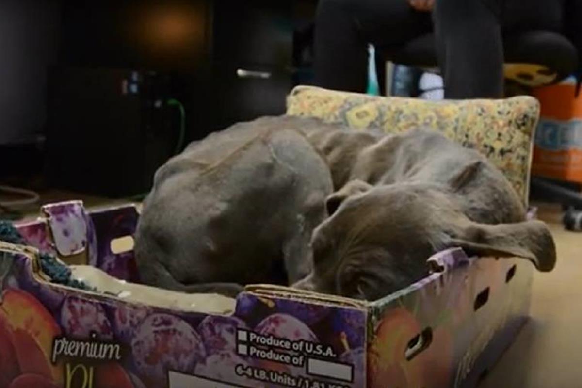 Pit bull resgatado se recusa a deixar a caixa em que dormia na rua