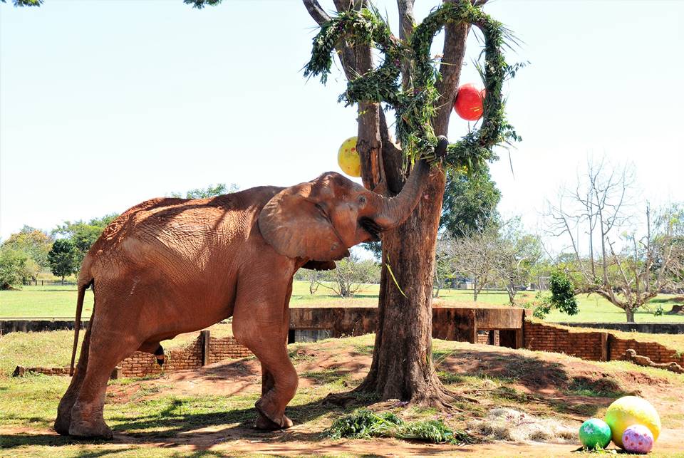 Elefante Chocolate, no Jardim Zoológico de Brasília