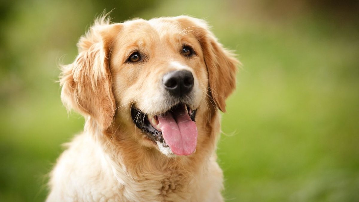 Cachorro da raça golden retriever com a língua pra fora em área externa, Ele tem a pelagem dourada e porte grande - Metrópoles