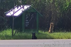 Casinha comunitária abrigava cães no DF, mas foi incendiada - Metrópoles