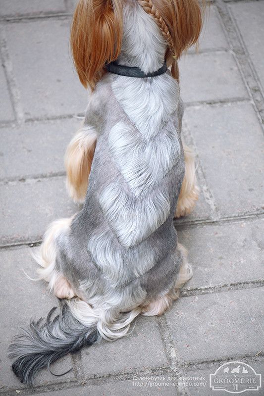 Cachorro com tosa em camadas