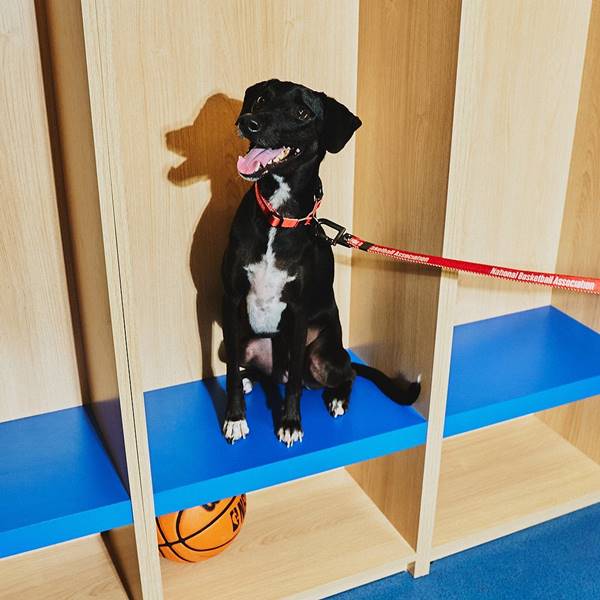 Cachorro preto com coleira da NBA em escada azul