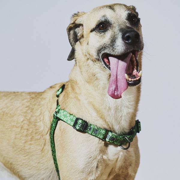 Cachorro caramelo com a língua de fora