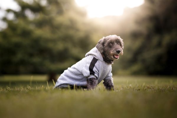 Cachorro vestido