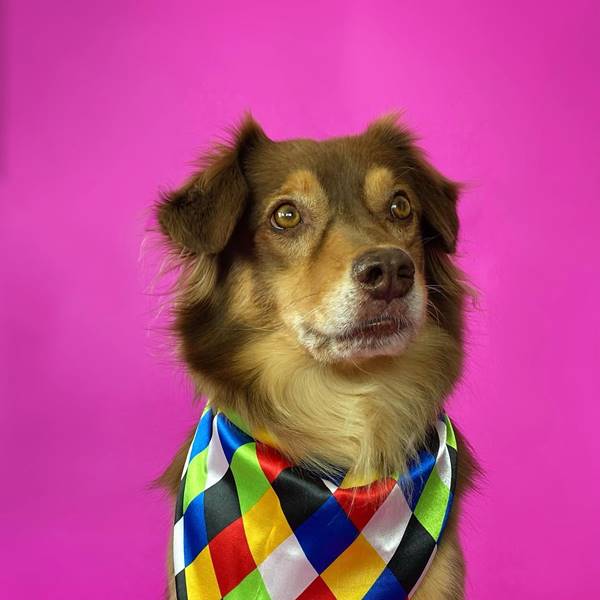 Cachorro com bandana colorida no pescoço