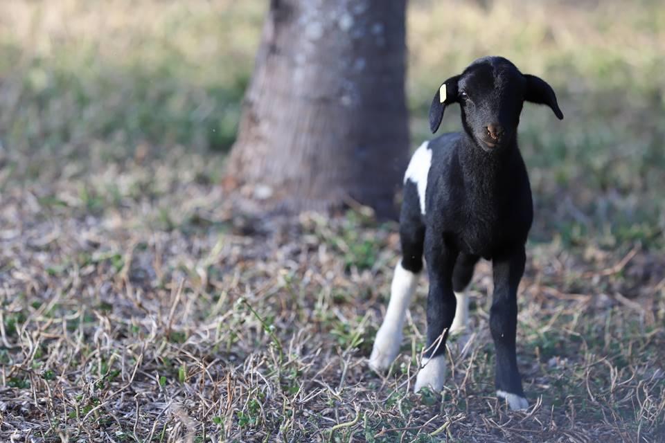 Breton Brasília realiza evento para arquitetos na Fazenda Ercoara