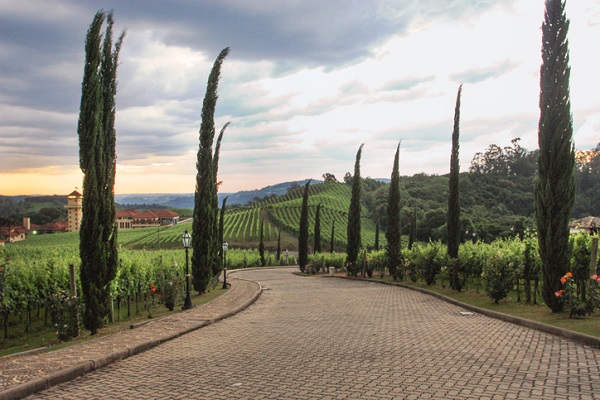 caminho arvorizado com plantas