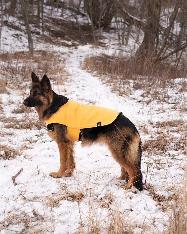 Cachorro com capa amarela 