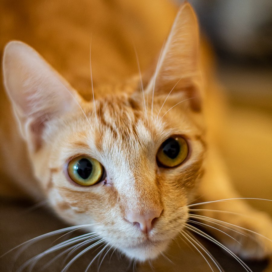 Na foto, um gato laranja - Metrópoles