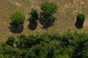 Amazônia: Floresta Amazônica proxima a área desmatada e queimada. Incêndio próximo a propriedades rurais.