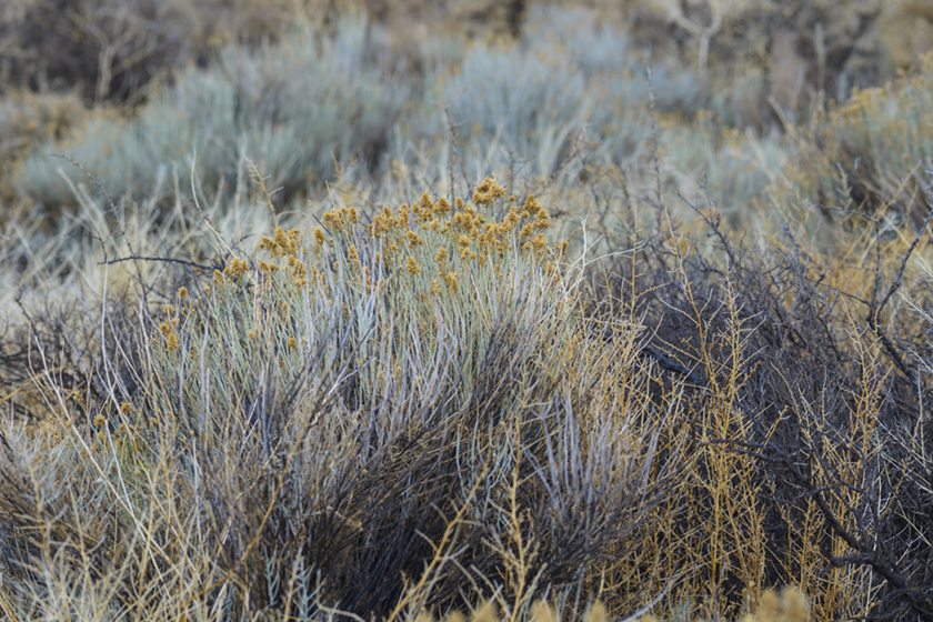 Artemisia tridentata