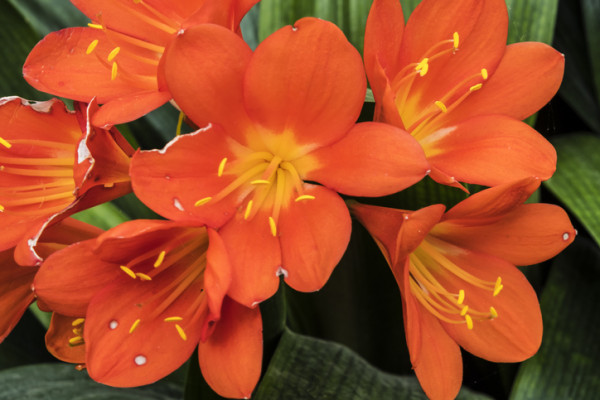 Clivia - flor - flores - decoração