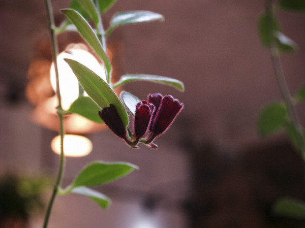 Columéia batom - flor - flores - decoração