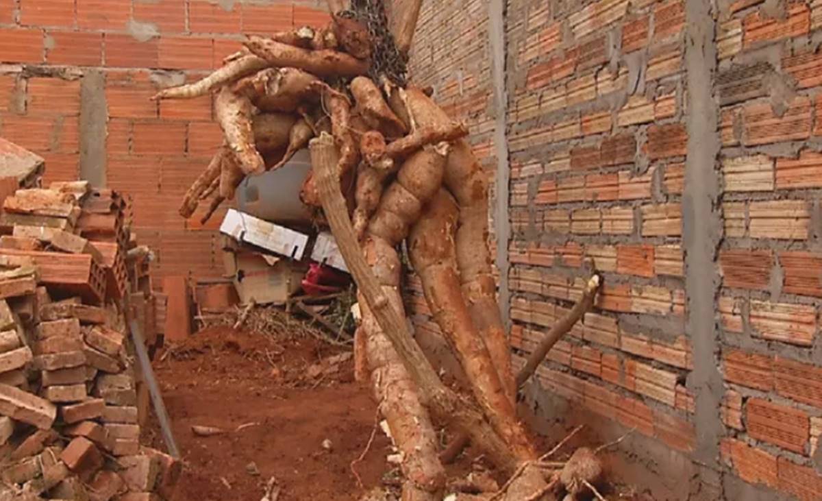 Imagem da Notícia
