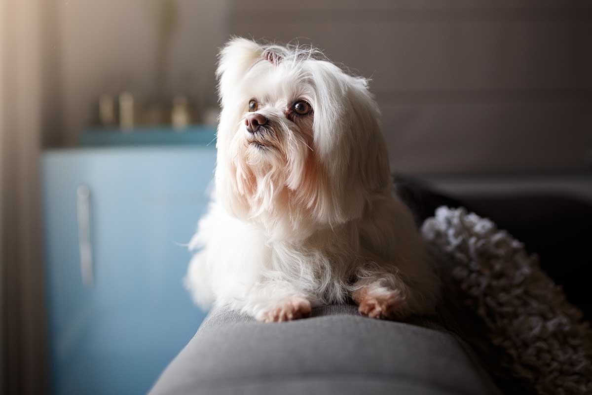 foto colorida de cachorro branco deitado sobre um sofá e com geladeira azul ao fundo