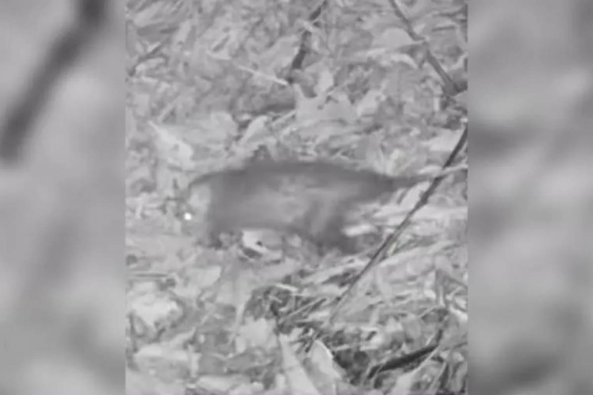 Vídeo: biólogo instala câmera no quintal e vê fauna ao redor de casa |  Metrópoles