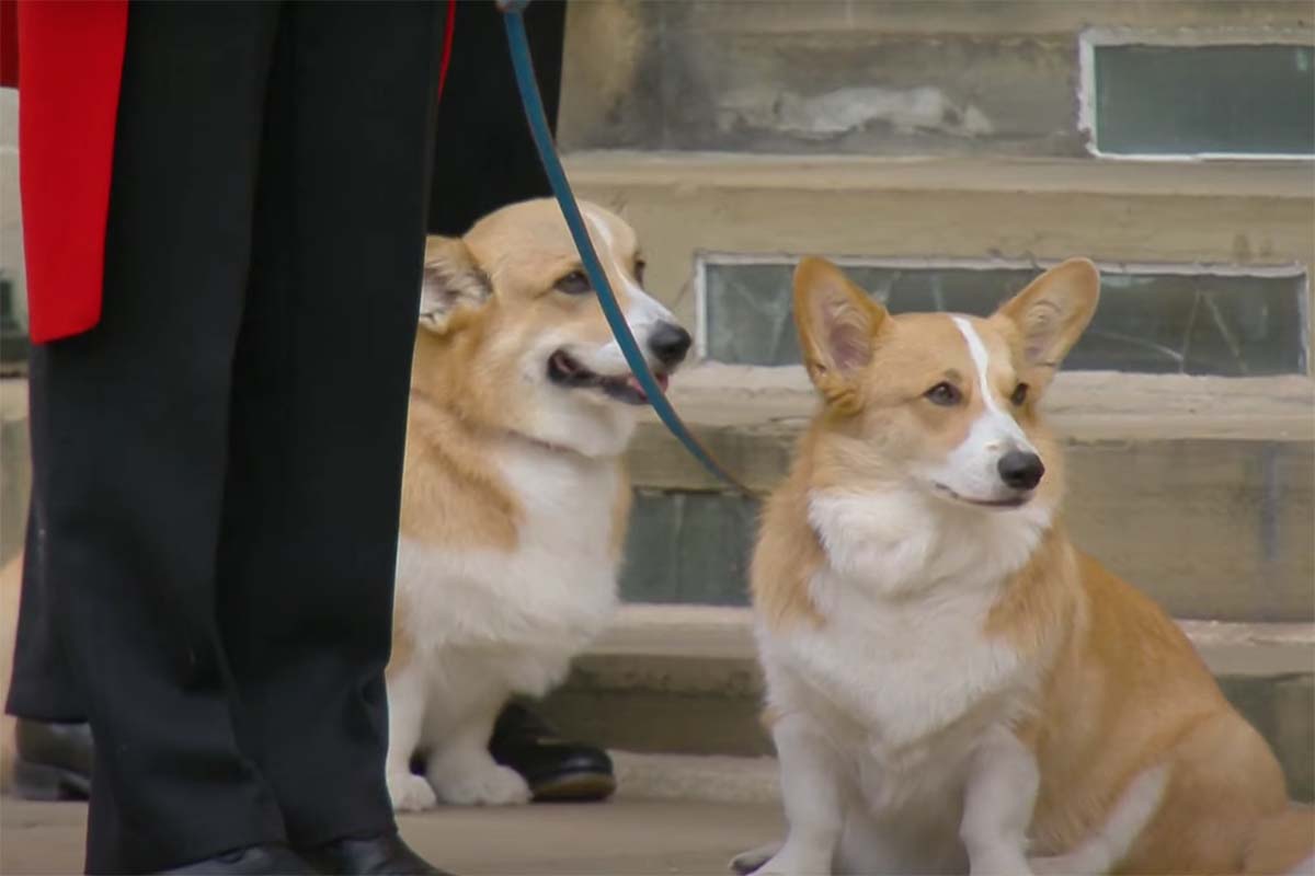 Corgis - Cachorros da rainha - Caixão da rainha Elizabeth chega a Windsor