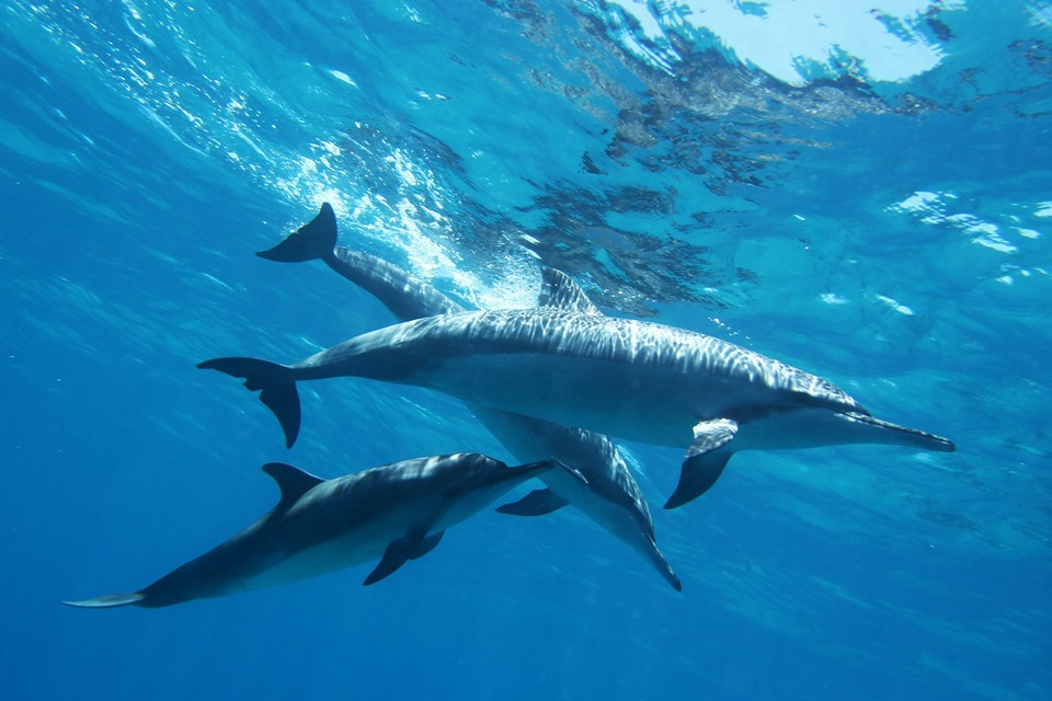 Golfinhos Fernando de Noronha