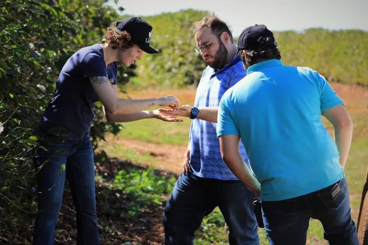 Márcio Luís Palma Resende, proprietário da Fazenda Limeira, em São Paulo, e produtor de café, acompanhando de dois funcionários, em meio a plantação de café especial. Metrópoles.