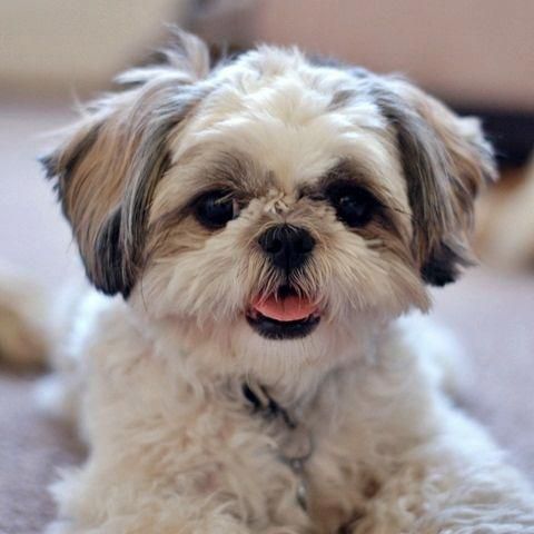 Shih Tzu