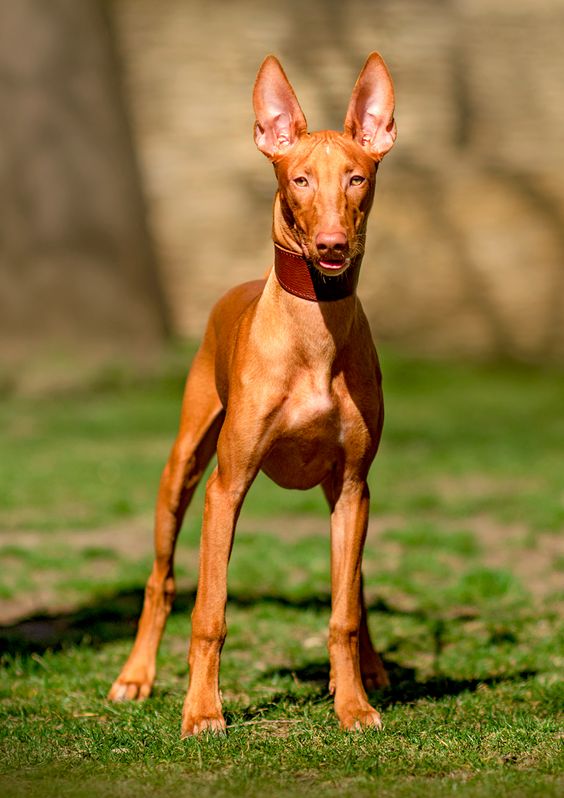 Pharaoh Hound