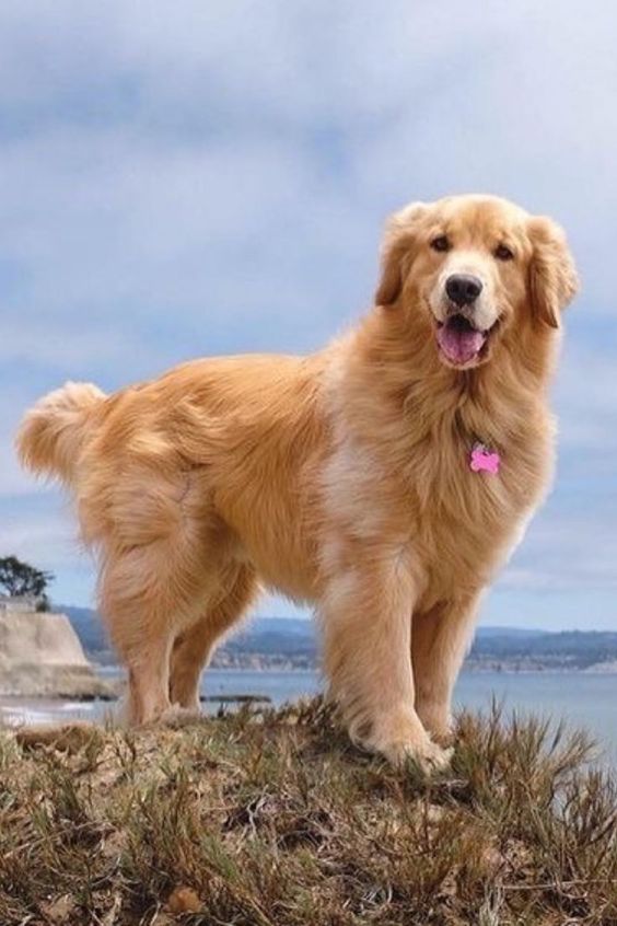 Golden Retriever