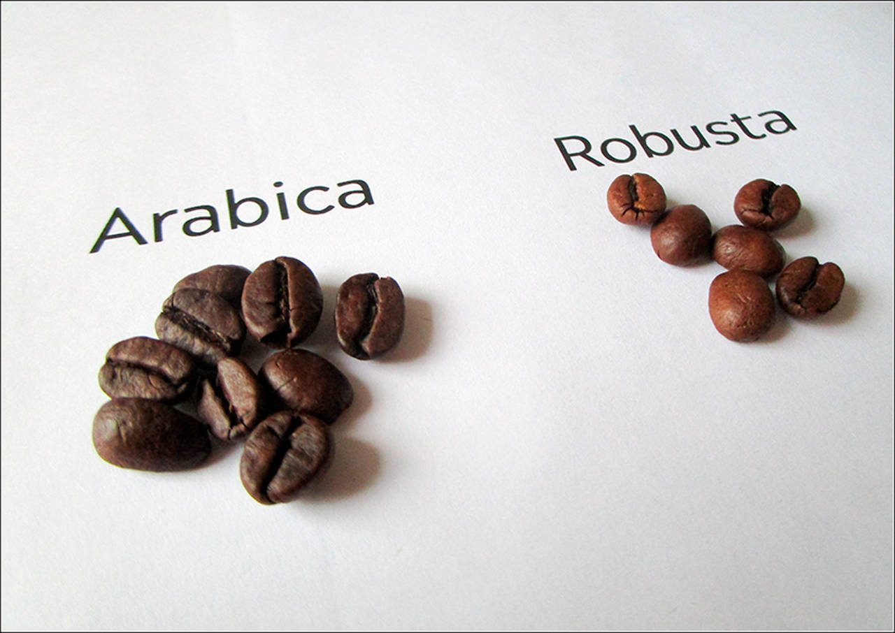 Na foto, a diferença entre o grão de café arábica e robusta - Metrópoles