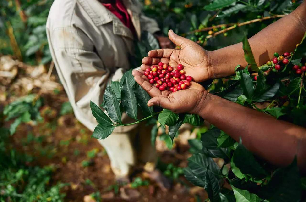 Na foto, o fruto do café já maduro na mão de uma pessoa que está colhendo o fruto - Metrópoles