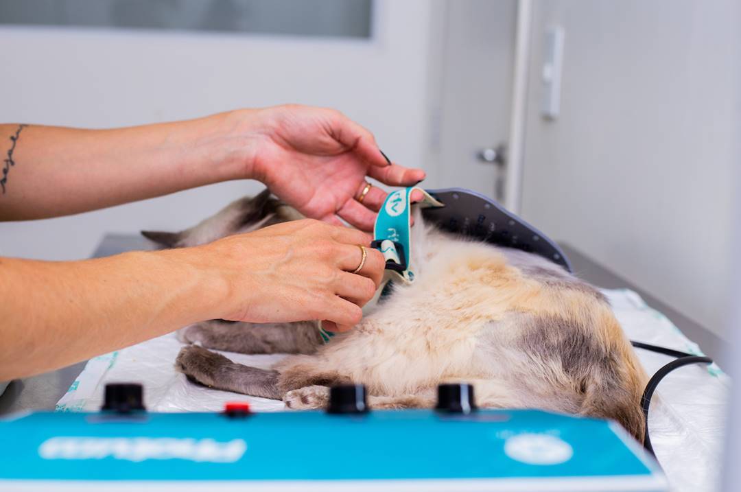 Foto de um gato de cor branco acinzentado deitado em cima de uma maca e passando por um atendimento clínico