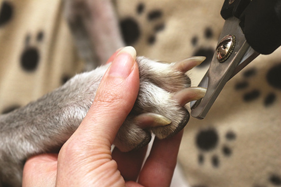 cortando unhas do cachorro com cortador -metropoles