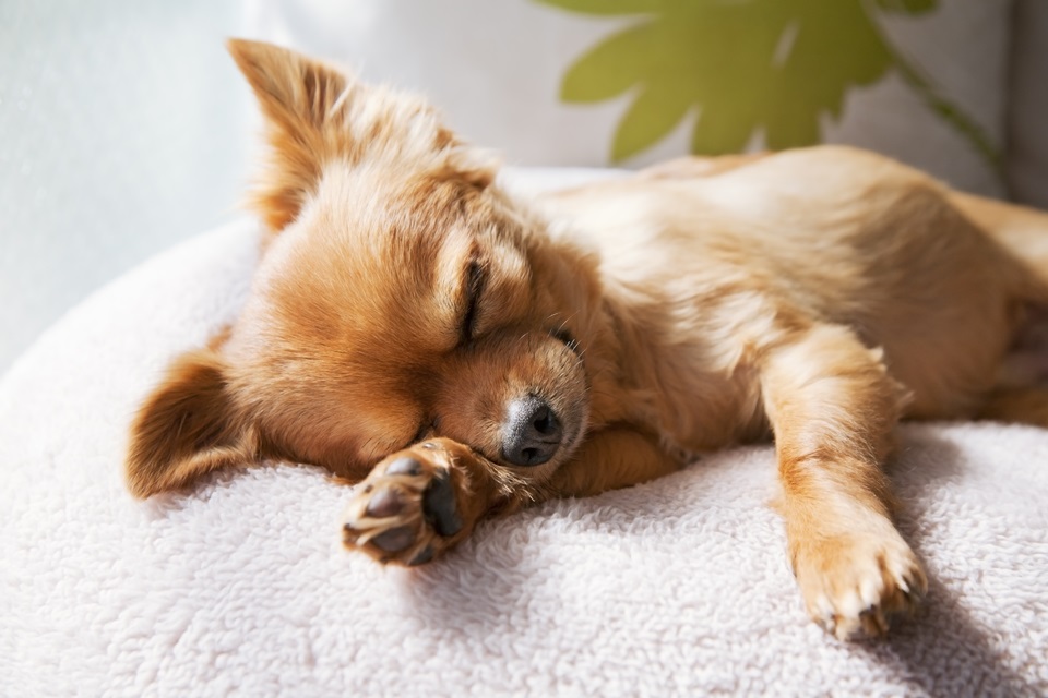 cachorro dormindo de lado