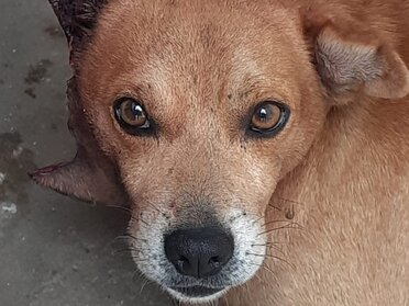 Cachorro ferido facão