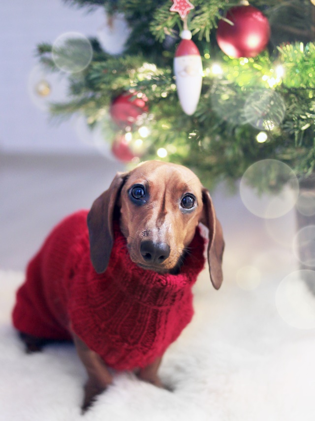 Cachorro com fantasia de Natal - Metrópoles