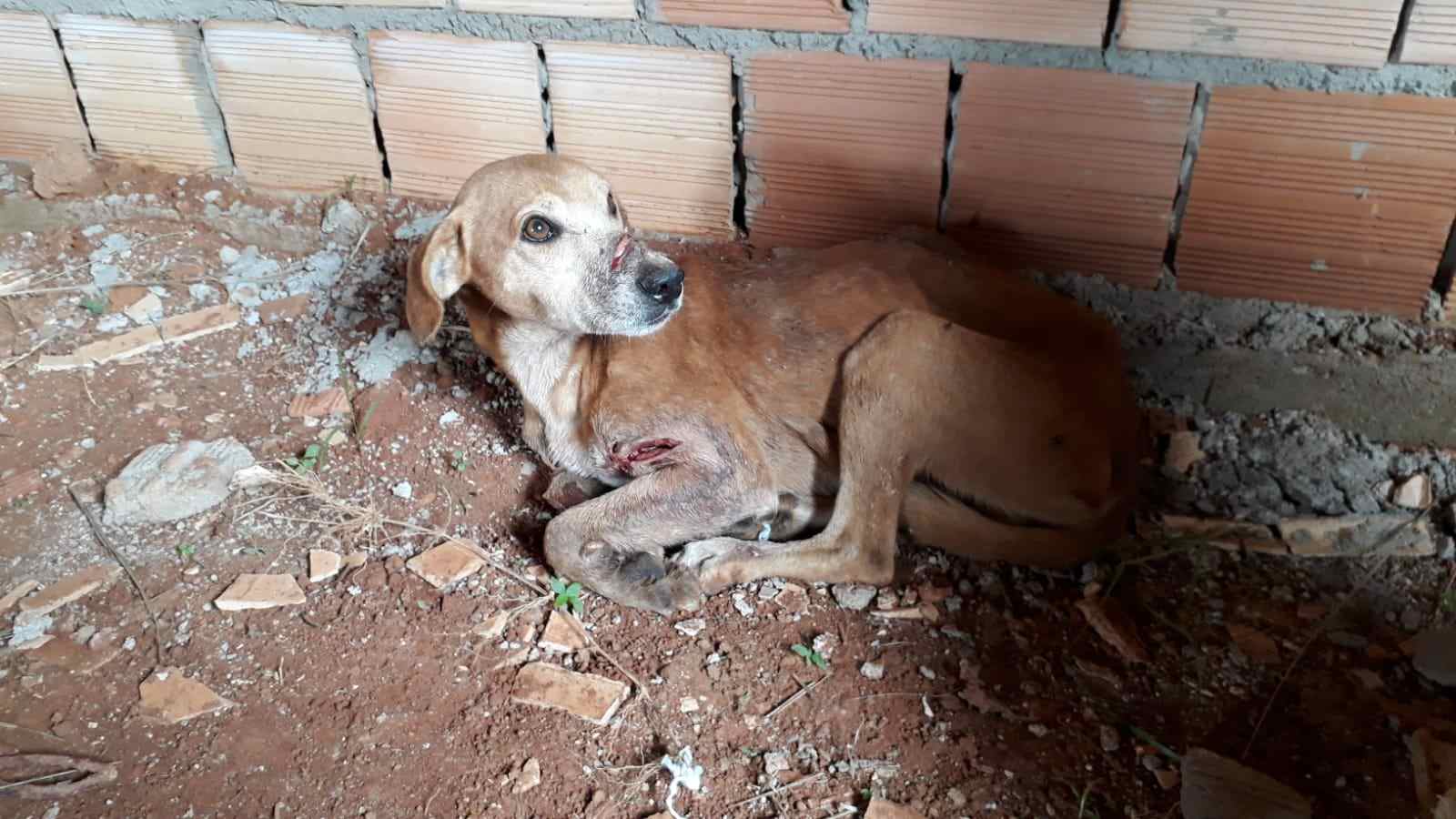 Homem é preso após atacar cachorro com golpes de facão no Entorno |  Metrópoles