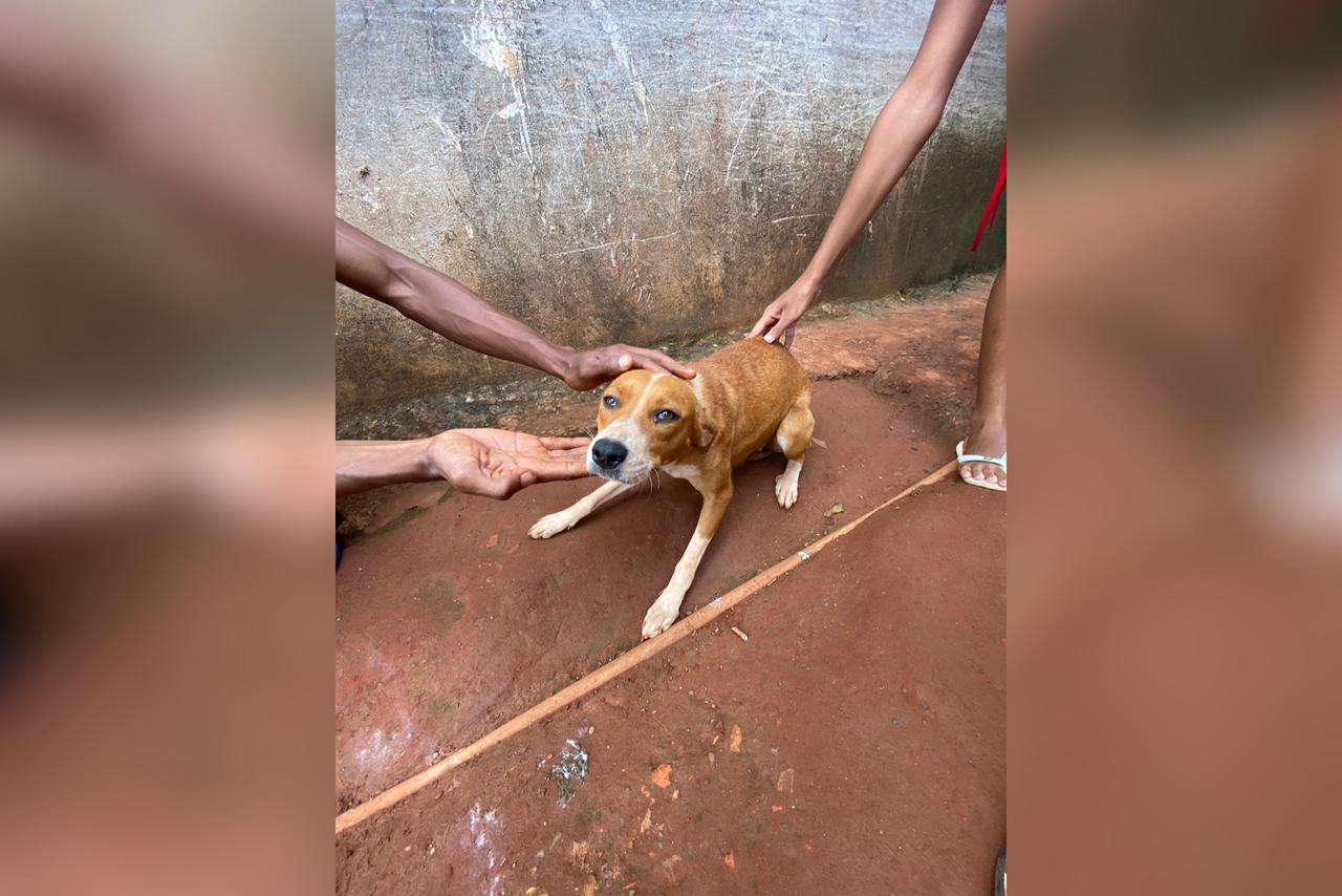 Homem é preso pela PCGO após estuprar cadela em Formosa | Metrópoles