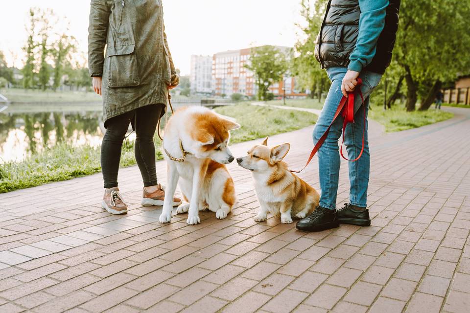 Dois cachorros nas coleiras se cheirando na rua - Metrópoles