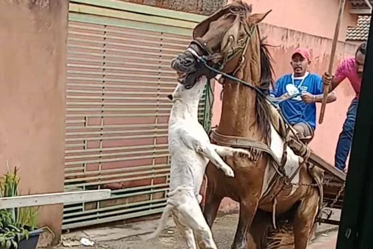 Vídeo: em ataque brutal, pit-bull fica pendurado em lábio de cavalo |  Metrópoles