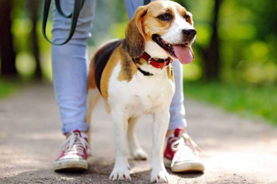 Cachorro Beagle