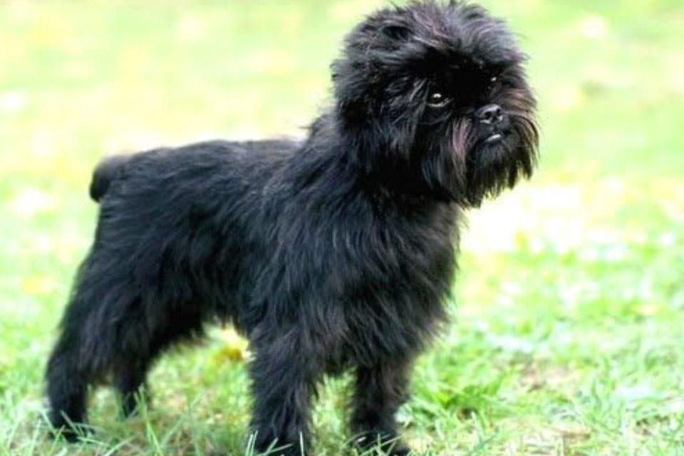 cachorro Affenpinscher