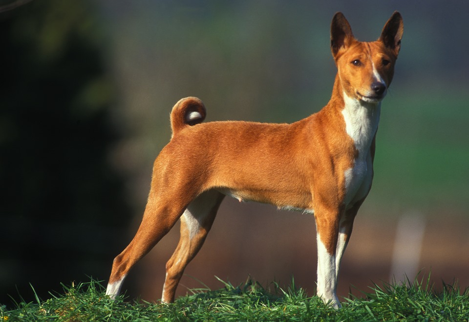 raça Basenji